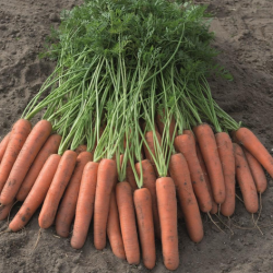 Marchew Novara F1 100 tyś. nasion precyzja  st